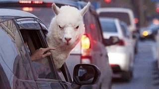 Animals Are The Funniest Creatures On The Planet