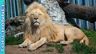 7 Especies de leones más Increíbles
