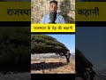 राजस्थान के पेड़ की कहानी #fact #tricks #facts #knowledge #information