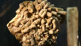 Download Everything About Crinoids Video MP3 Everything About Crinoids