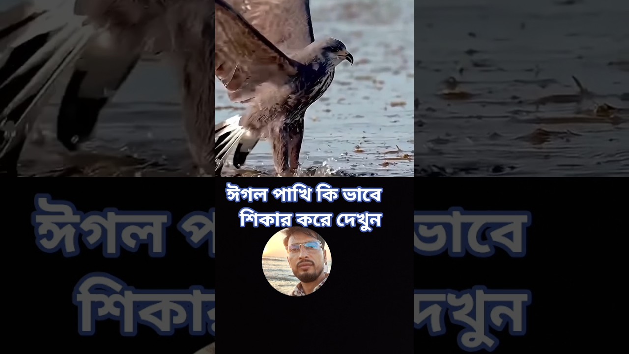 ঈগল পাখি কি ভাবে শিকার করে দেখুন 