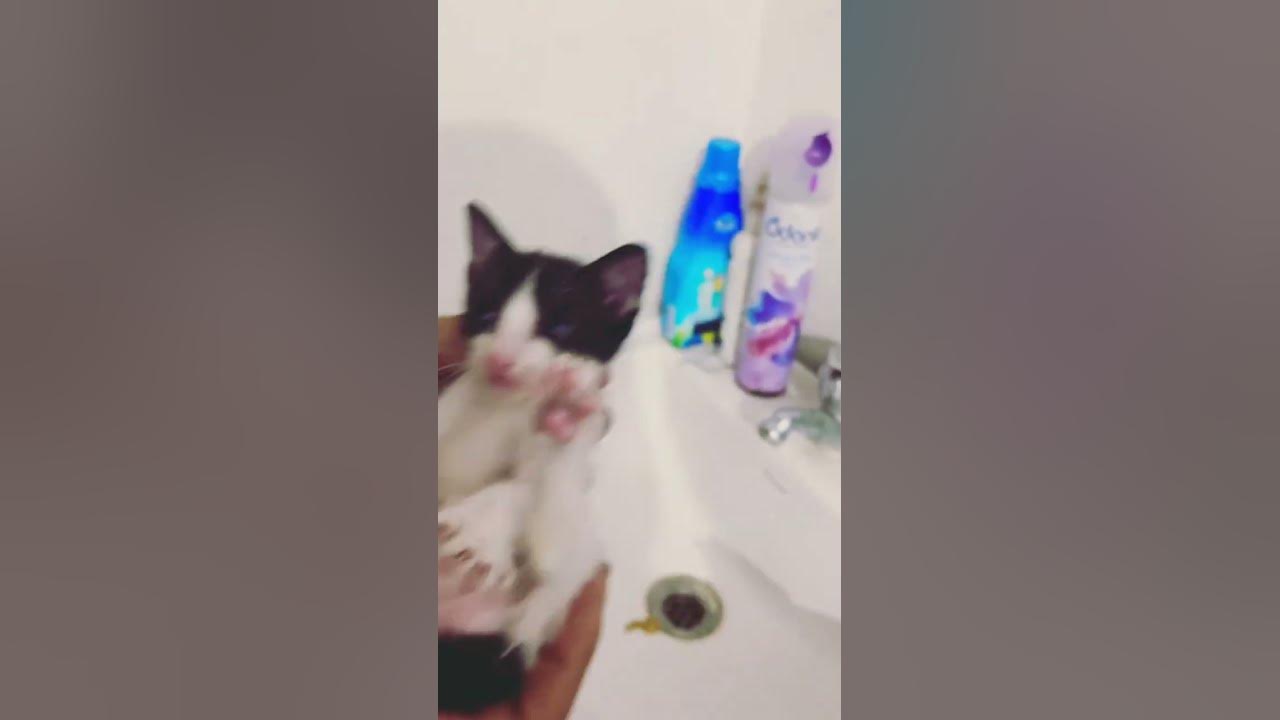 How to stimulate a constipated kitten to pee & poop 💩 part B 