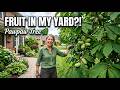 Pawpaw Tree Growing in a Front Yard?! 🌳 (Surprising Results)