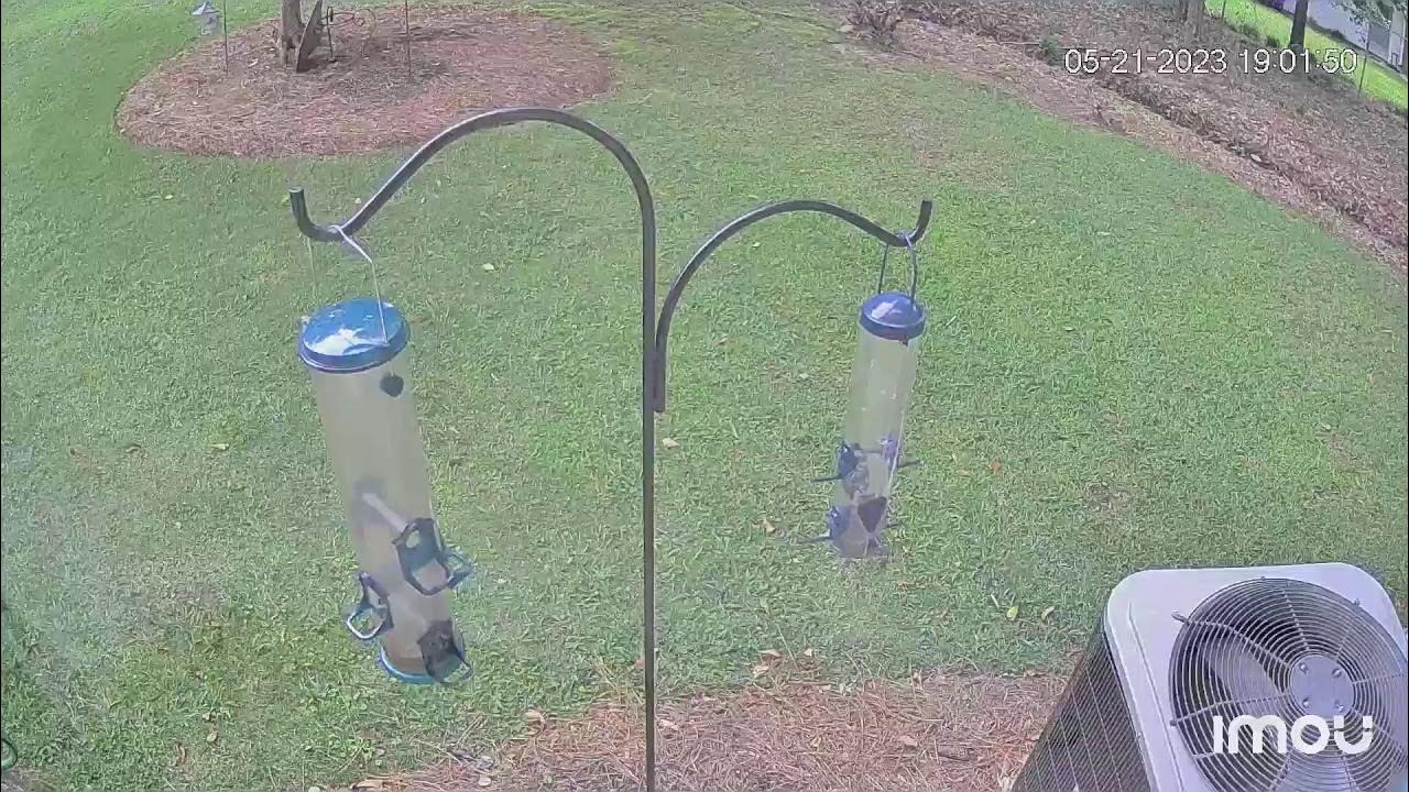 Live Bird Feeder Cam YouTube