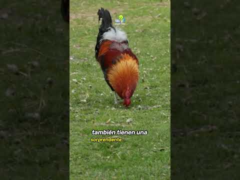 Porque cantan los gallos hqdefault