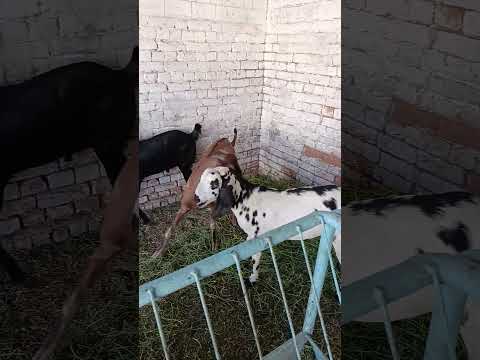 2026 Qurbani waly bakry for sale #bakr