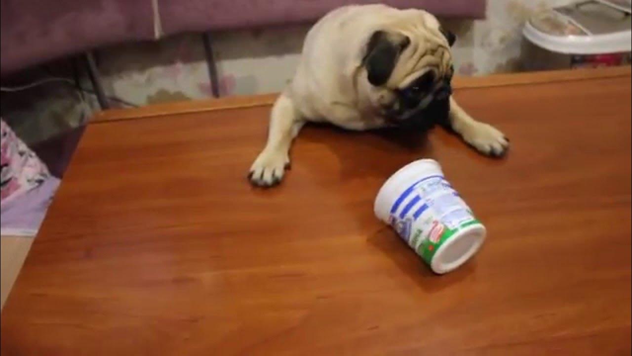 Собака пьет молоко. Собака пьет молоко. Можно давать собакам сметану. Собака с кефиром. Вкусняшка для собак.