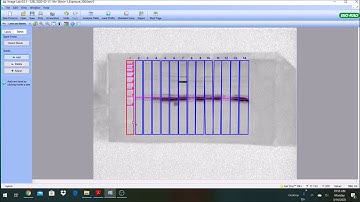 Quantifying Western Blot gels using BioRad Image Lab 6