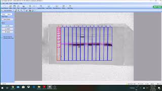 Quantifying Western Blot gels using BioRad Image Lab 6 screenshot 4