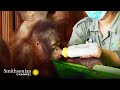 Nursery School Operations and Features