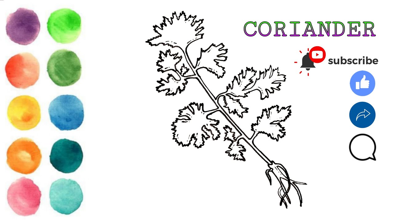 How to Draw Coriander Easy & Simple Drawing of Coriander For Everyone
