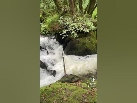 🍃🌿🌲🌳 #natural #nature #watersounds #forest #naturesounds #forestriver ... 🍃🌿🌲🌳 #Natural #Nature #Watersounds #Forest #Naturesounds #Forestriver ...