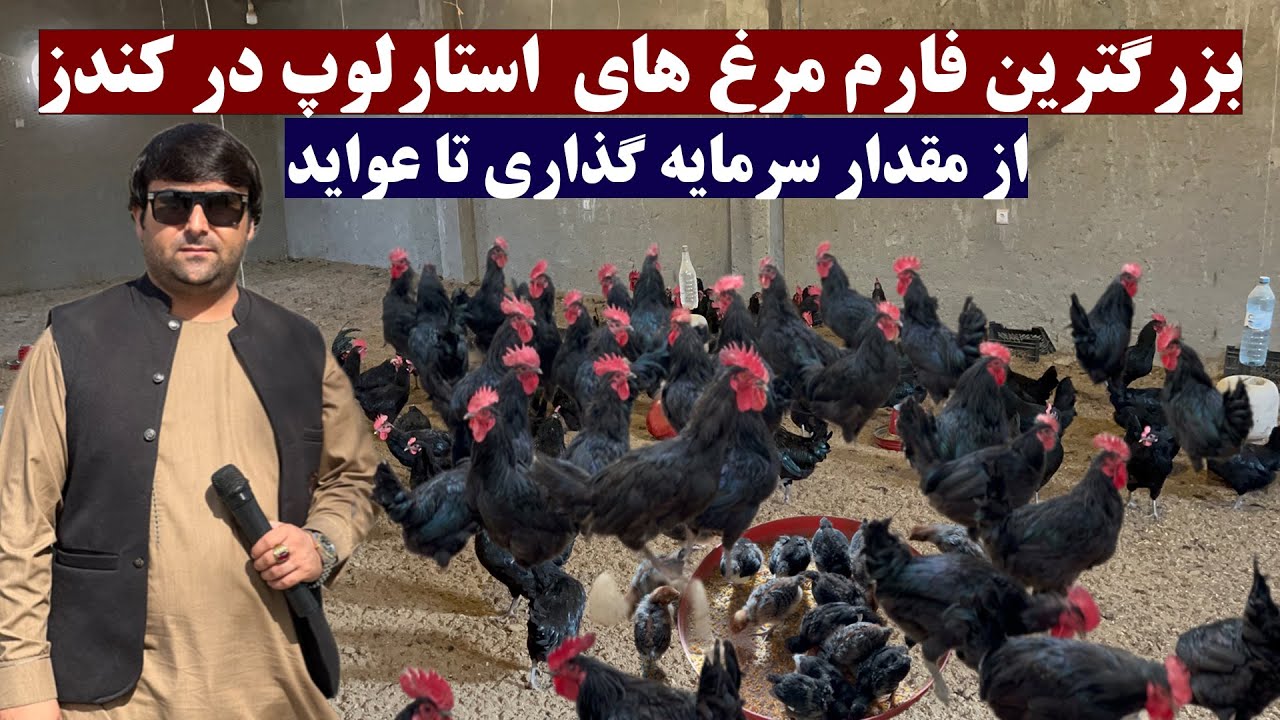 بزرگترین فارم مرغ های تخمی - استارلوپ در کندز | از سرمایه گذاری تا عواید | نحوه چوچه کشی و نگهداری