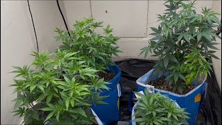 How to grow bushy plants 