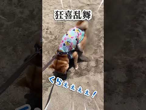 柴犬、ド派手な服着て掘りまくる【豆柴ころた】#shorts #柴犬 #柴犬の日常 #ほりほり #shibainu