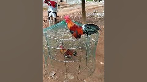 noob qaib txaij dib tuaj zoo heev yog nyiam nug tau