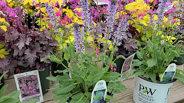 Salvia Color Spires® Crystal Blue // Outstanding Proven Winners® Ornamental Sage, Easy & Very Hardy!