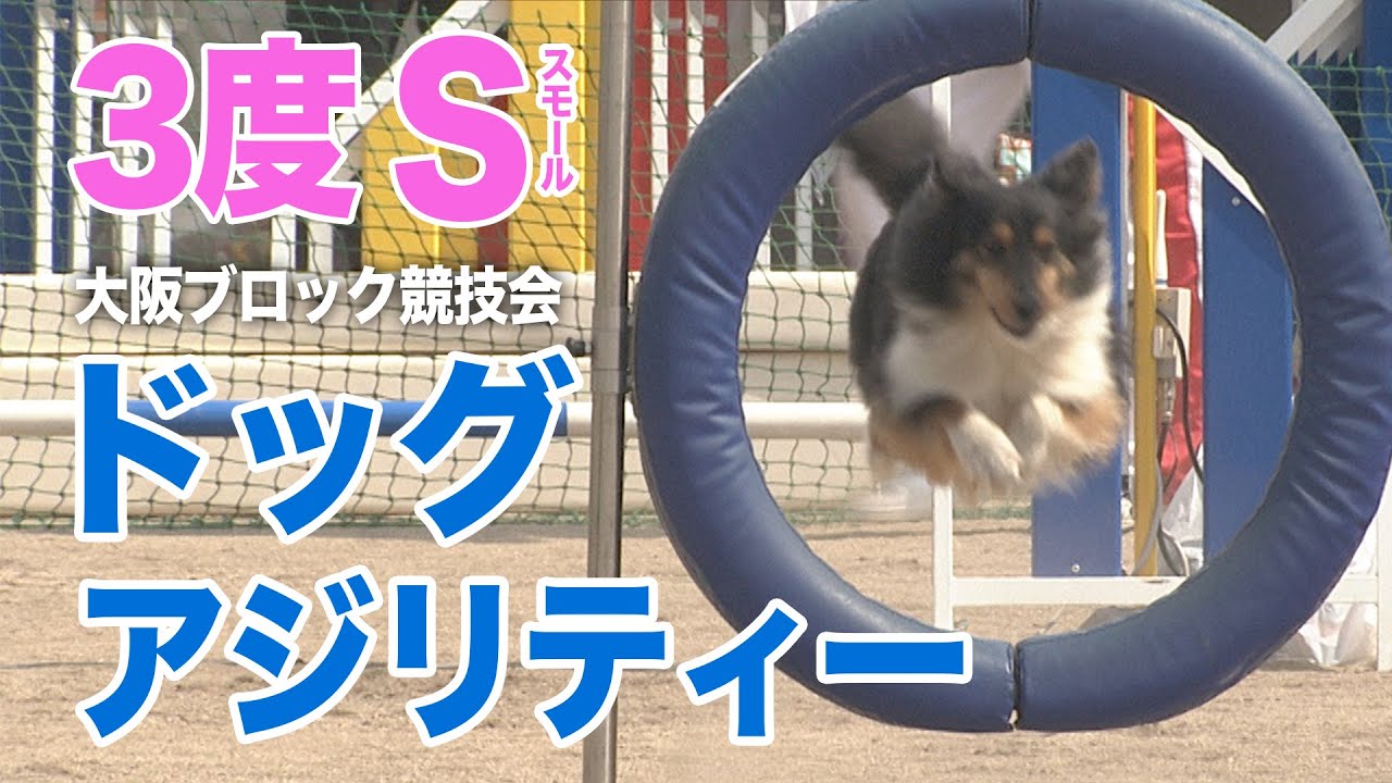 ドッグスポーツ 22jkc大阪ブロックアジリティー競技会 Ag 3度 スモールクラス 収録映像 Youtube