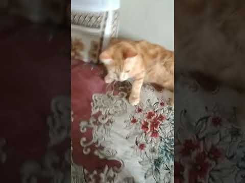 شوفت الفار السندس اللي اكل البندق فوق سطح الفندق