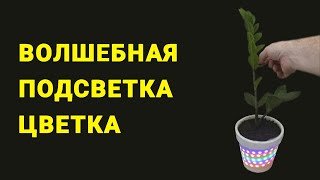 Волшебная подсветка цветка