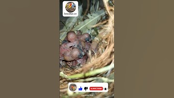 java sparrow chicks|| java finch breeding progress #birds #shorts #short #java