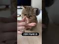 고양이 지능테스트🫶🏻👍❤️ #졸귀탱 #고양이쇼츠