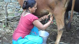 Hand milking of cow