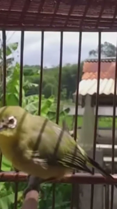 call pleci betina bikin jantan bunyi