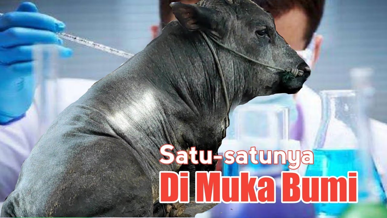Akibat Ulah Ilmuan Indonesia, Terlahir Sapi Monster Ras Satu-Satunya di ...