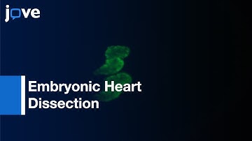 Embryonic Heart Dissection for Transcriptional Analysis | Protocol Preview