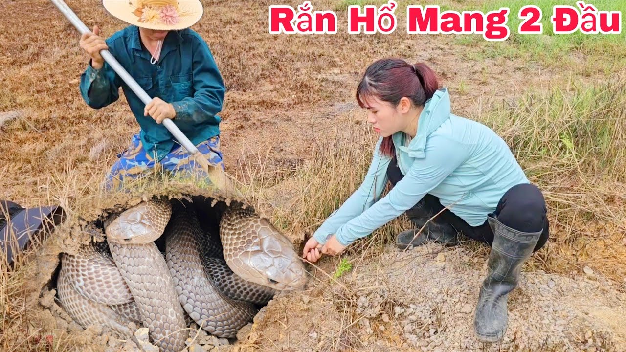 Фермер подал сигнал SOS, обнаружив трёх королевских кобр, охотящихся в лесу