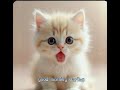 Good morning darling 😻#talkingkitty #youtube #kitten #cat