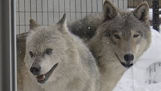 シンリンオオカミの愛〜Wolf's couple