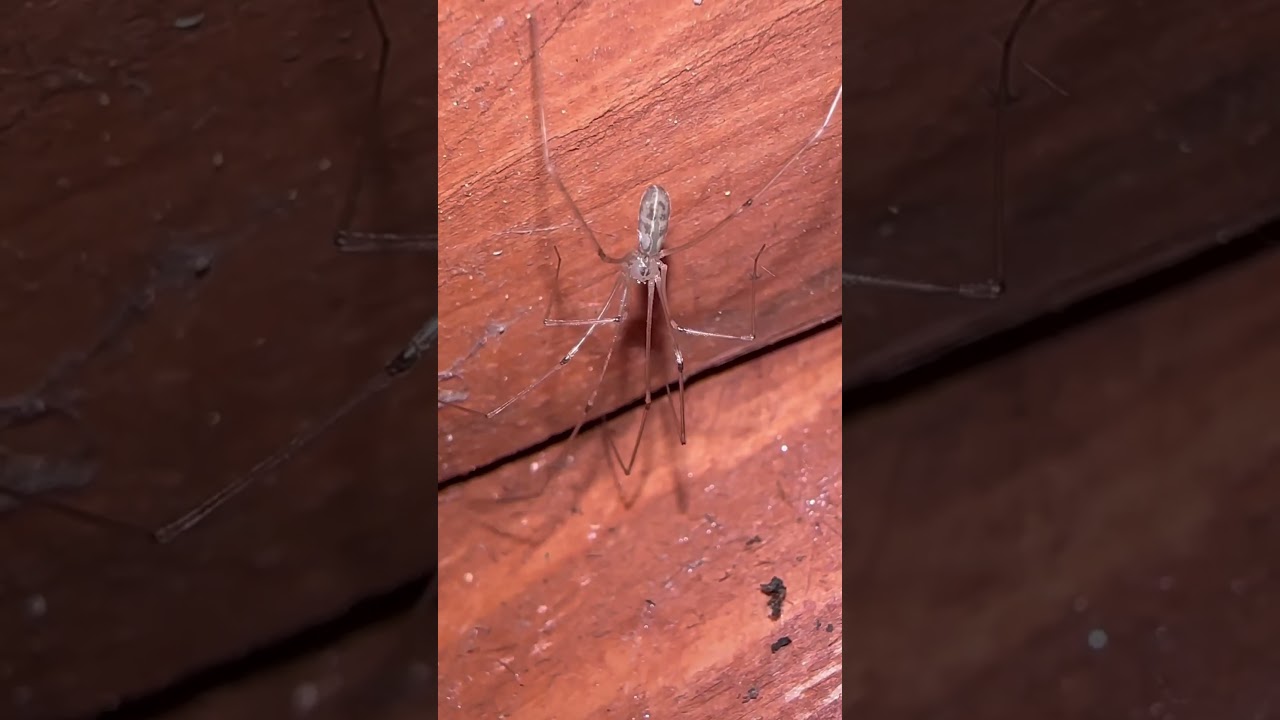 Long Bodied Cellar Spider In Early November 