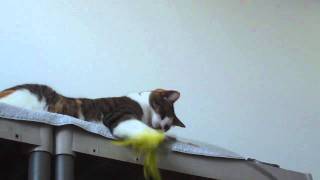 MaxFund Adoptable Cat: Elsie