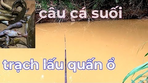 Câu cá suối sau cơn mưa  trúng mánh lớn đụng ổ cá trạch lấu siêu ngon cá ăn lia lịa