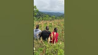 Playing in the Corn Field is a Remedy for SEPANENG When the Boss is Angry.😭 #bolang #adventure