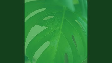 Inspiring Ambience for Devoted Inspiration