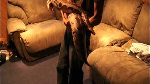 HUGE female Borneo Short-tail Python