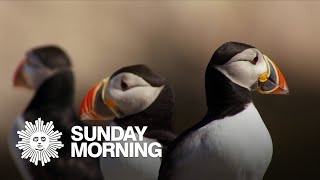 Nature: Puffins in Maine