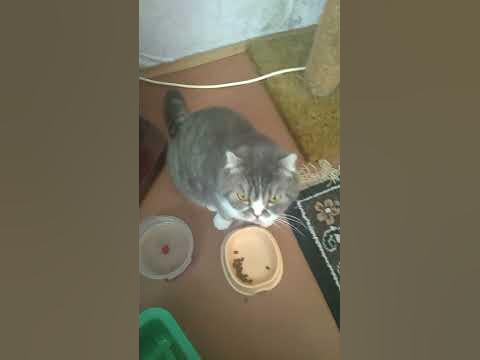 кота завут носик ЕТО кот моей тьоти ну она подарила його - YouTube
