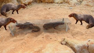 Amazing  Quick Mongoose Trap Using Traditional Mouse Trap By Smart Boy