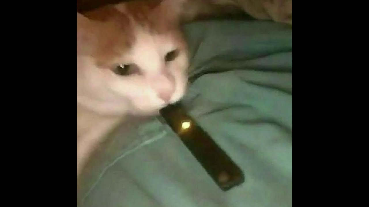 I changed my pfp to a cat vaping XD YouTube