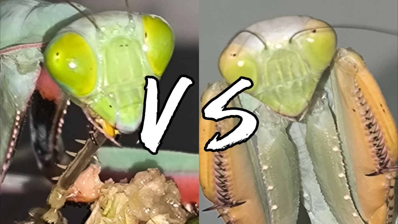 Mantis Vs Mantis vs Mantis Death Match Same Size, Same Power #battlebugs #bug # ...