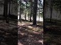 I’m lost in the woods pt.1 (big sad)