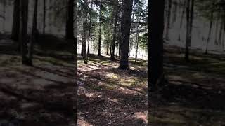 I’m lost in the woods pt.1 (big sad)
