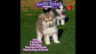 Take a look at this progression video of our beautiful and rare lavendar pomsky named Sandy! 😍👀😘 by Maine Aim Ranch Dogs 127 views 5 months ago 56 seconds