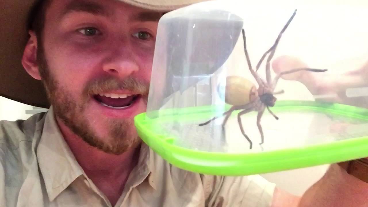wildlife tea DEADLY SPIDERS with Ranger Jamie