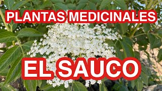 El Saúco  Plantas Medicinles