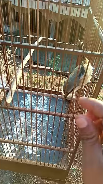 Paud jahat isian jos